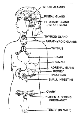 1855_endocrine system.png